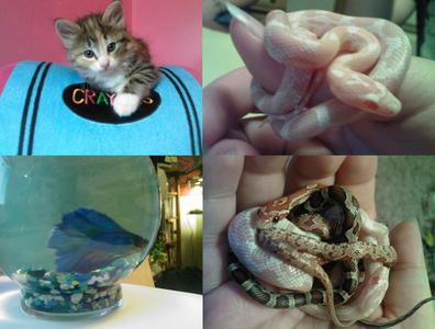  I have a cat named Mika, an albino/snow mais snake named Phoenix, a double tail male betta named Shishio and then there is a picture of my snake with my Friends snakes. :)