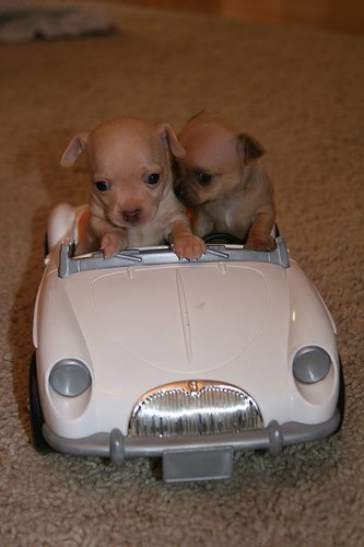 ME! I DO! Look at the cute Chihuahuas! ^^