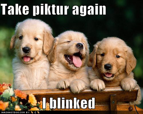  I wuv puppies!!! I think their just adorable and playful! I have a dog,but he just lazes around -_-.