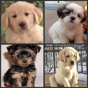  Cani all the way...look at them....they are soooo cute...!...=)