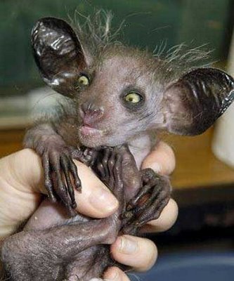  mine is an Aye-Aye... isnt it cute?? n look its smiling!!!!! :D for those of あなた who dont know....its a type of キツネザル from madagascar