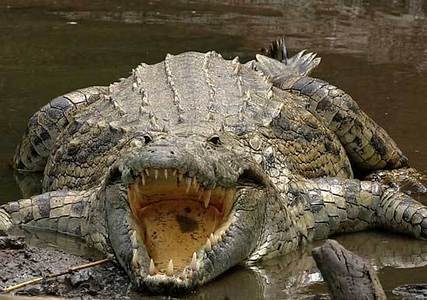  Crocodiles. :)