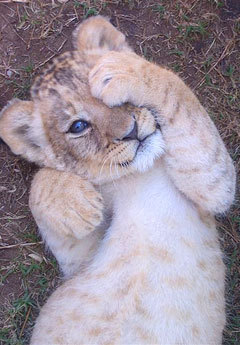  Lion :) Especially lion cubs :)