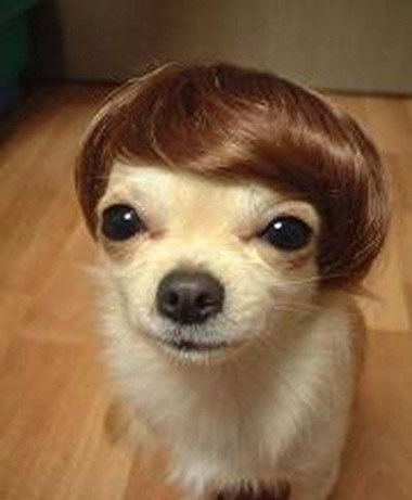  dog with my dads toupee on!