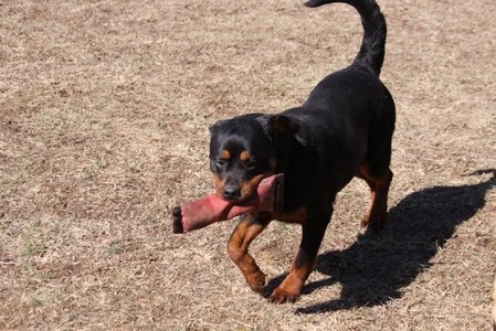  My future guide dog is most likely going to be a rottie named Maggie shes adorable