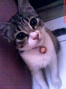  my cat name is meuw.. here is 'Meuw' :) meuw is so cuttie cat and pretty Look :)