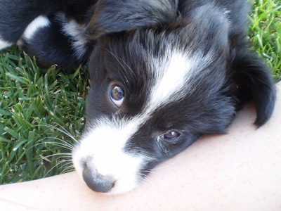  I have wayyy to many, but this is pictre of my most baru saja dog. Nellie and she's a border collie