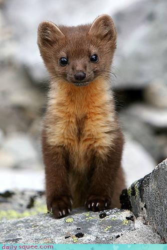 This um er thing is pretty cute. I think its a fox or something like that. 