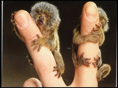  i 爱情 these pigmy marmosets! i think they r the cutest ever!