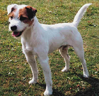  I'm a Jack Russel Terrier.I took a test and it sinabi that.