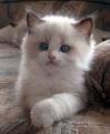 Ragdoll but i luv any cats thats if i had to choose a purebreed