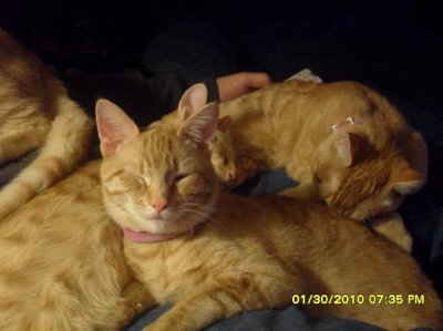  5 cats, and theyre all oranje tabbies. their names are jaws, houdini, munchkin, chomper, and binky.