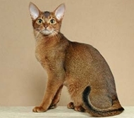  if i were u id have troble picking cuz i like ... abyssinians,bengals,chausies,devon rexes,egyptain maus,havana browns,javanese,korats,la perms,main coons,norwegian forest cats,ocicats,munchkins,oriental shorthairs,ragdolls,russain blues,savannahs,siberians,somalis,sphnxs,toygers,turkish vans,turkish angoras,and ginger tabbys here is a pic of the abysinnian