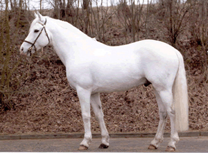  just thought id post a pic of the gray coloured Connemara ポニー just look how gorgeous he/she is see how it looks pure white but its actually gray