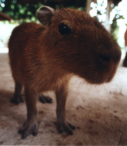  i think its called capibara atau sumthin like tht :D Thts a baby | | v