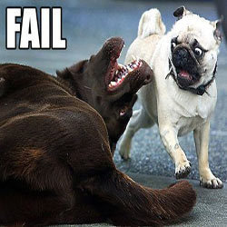 Brown Labrador: You are going to pay for what you did PUG!!!
Pug: SHOW ME YOUR MOVES!!! >:D probably useless....
Brown Labrador: GGGRRRRRRRR!
Pug:AAAAHHHHH!
Brown Labrador: DANG IT! DOH!
Pug: AYUP! SO F*CKING USELESS!! 