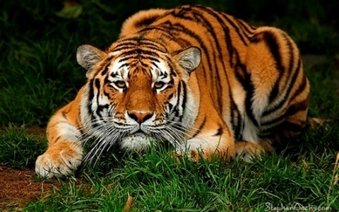  The most beautiful animal in my eyes is the awesome, powerful Tiger.