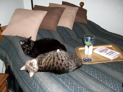 These are my babies! The black one is Nina (Nina-doll) and they tabby one is Sasha (Doodle-cake).