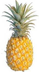  Pineapple >:3