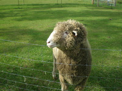  What type of animal do u like the best? What breed/type of animal is it EXAMPLE: domba Dorset menyeberang, salib