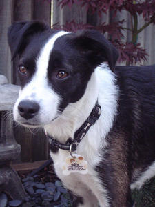  yeah I think the it's a Border collie and Jack Russell mix =D