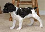  spaniel, spaniël of brittany the foto below is a brittany puppy