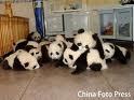  i cinta panda