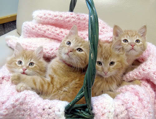  kittens in a basket.<3