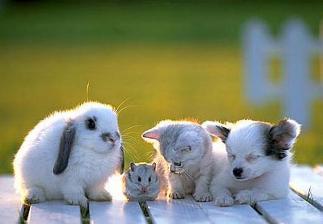  Cute baby animals. ^__^