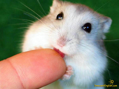  cutie criceto, hamster ^_^ awwwwwwwh