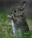  bunny :)