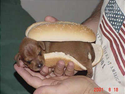  hot dog!!!!:)