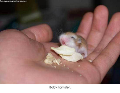  This was a thoughy between two but I just think te can't go past miniature hamster!