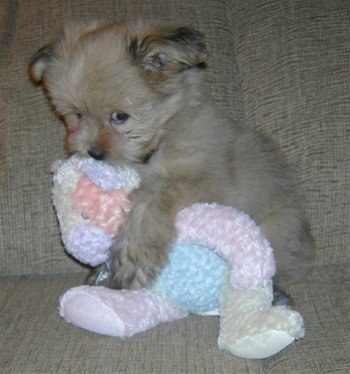  I think this pic is cute cause the puppy say's "MY TEDDY BEAR! ! !" :D :D :D