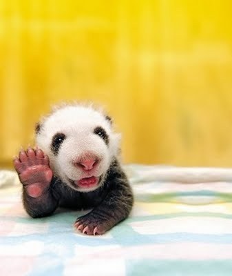  How about this cute little panda?