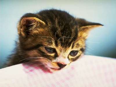  this i thought was soooo cute!!! here is a bunch of pics of cute बिल्ली के बच्चे http://catfangz.com/kitten/index.html