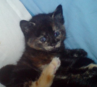 I've called my kitten Cote because i'm obsessed with NCIS and Cote de Pablo! 
I think it suits her, she's a wee cutie! :)