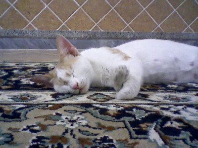 this is my cat.her name is shekar.it means sugar.bcuz she is sweet like sugar!