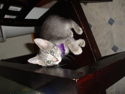  ummm, i used to have a kitten named C.C. and she was female, is that a good name? sorry about the pic!