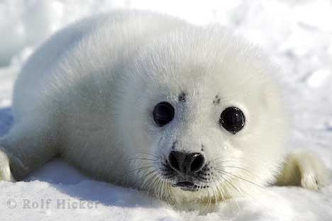  awww baby foca, guarnizione