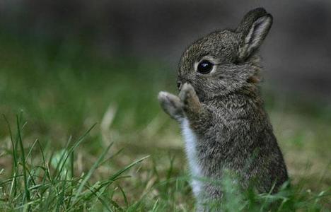  this cutie bunny!