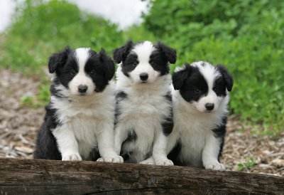  Border 콜리, 콜 리 For Sure. :) I Also 사랑 Patterdale Terriers, Dalmations, Greyhounds, Scottish terriers, Suluki, Lurchers :)