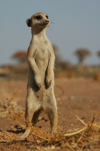 a meerkat! dont rat me out cuz he's not that intense!
