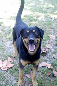  she is a Rottweiler/Labrador Mix doesnt this dog look like your dog?