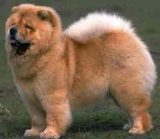  how about this one? a cute chowchow
