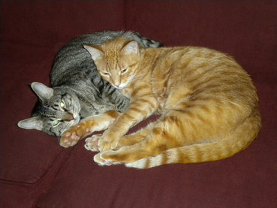  Aww!!!!!!! Here's a pic of my cats. Teddy is trái cam, màu da cam and Leo is black.