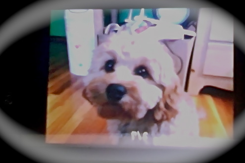  He's ADORABLE!!!!!!OMG hes so cute :) I Got a Cavapoo (its a cavalier king charles spaniel-poodle mix) Last Christmas. We Named him Charlie. His middle names is Brown. He looks like this (sorry its not the best pic of charlie)