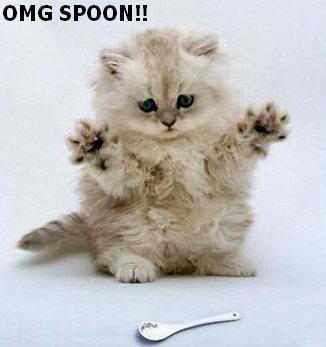  Who knows what kind of evil plan that cat is plotting with that spoon... IT'S EVIL I TELL YOU!!! DON'T BE FOOLED 由 IT'S CUTENESS!! RUN!!!!!!!!!!!!! P.S -sorry too much sugar today- :D