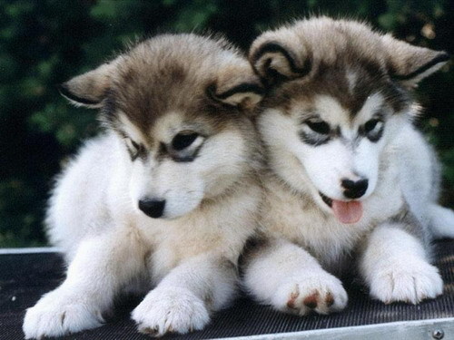  প্রণয় huskies they are the cutest