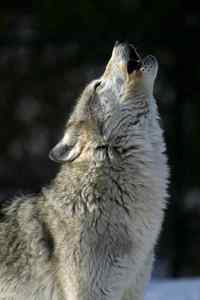  I Would Be A chó sói, sói Thats My yêu thích Animal. There Such Beautiful Animals!